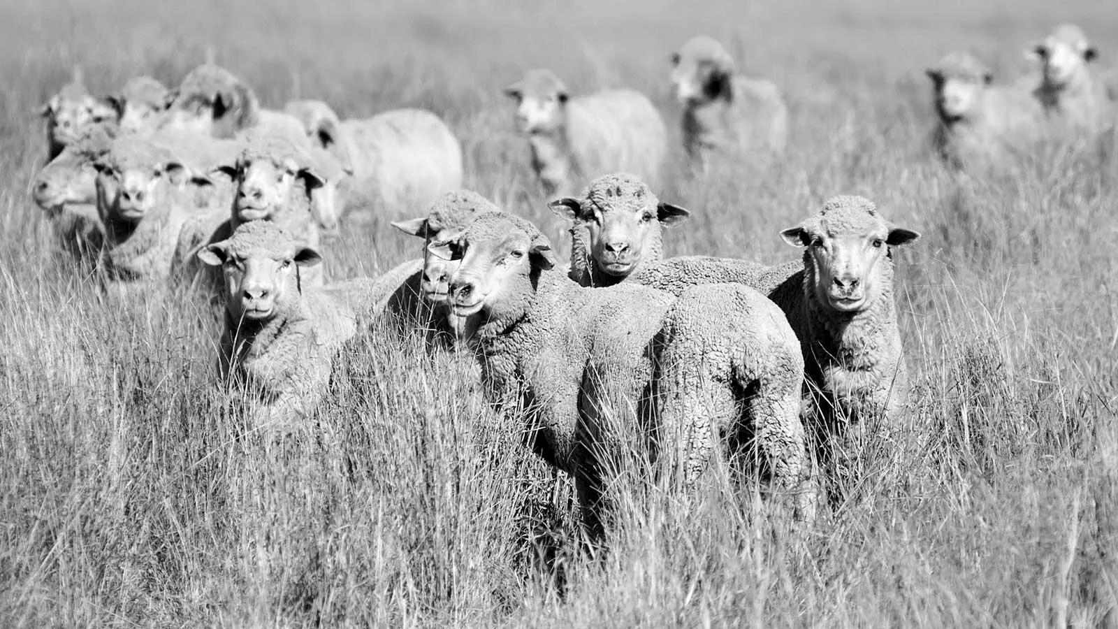 Marketing sheep breeding programs