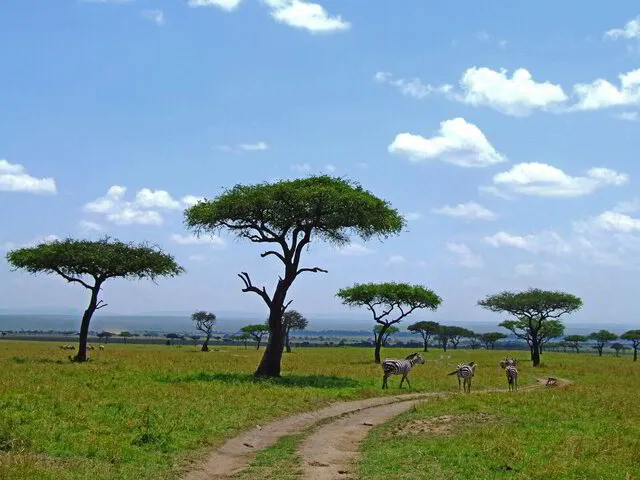 The Serengeti National Park - Your Dream Luxury African Safari Starts Here – luxafricansafaris.com