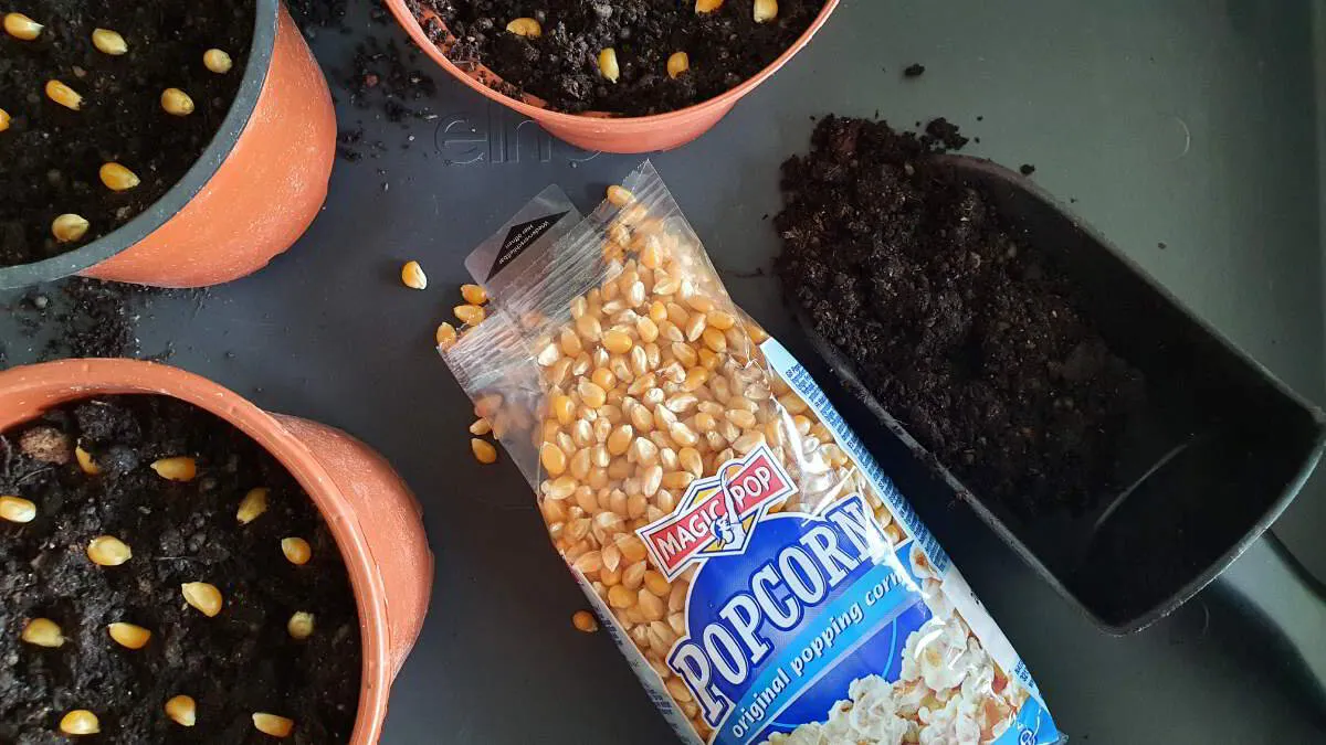 Årets odlingsexperiment: popcorn-palmer