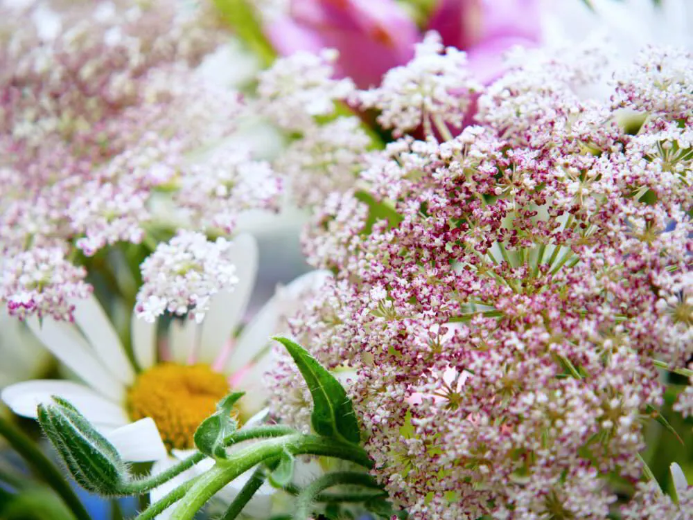 Berika din trädgård med bivänliga frösådda blommor