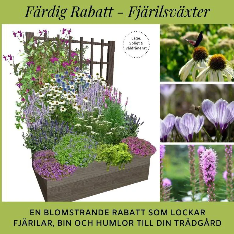 Färdig Rabatt: design och växtförslag till din rabatt