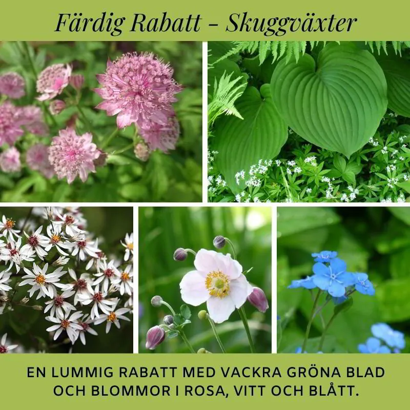 Färdig Rabatt: design och växtförslag till din rabatt