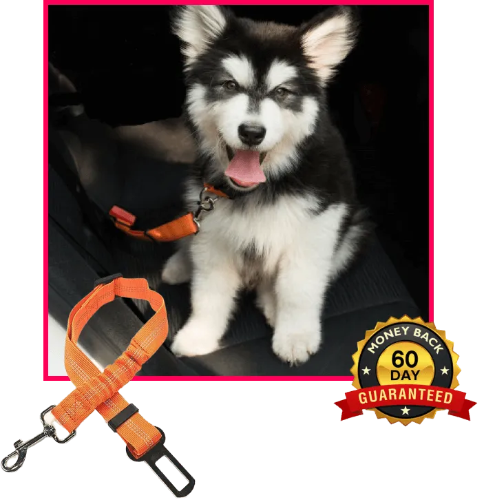 DoggyDrive Safety Belt