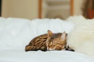 Una semplice tecnica per dormire
