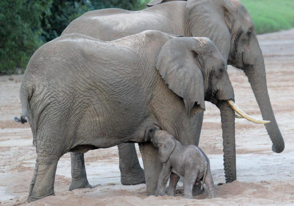 Olifante en die AddoOlifantpark