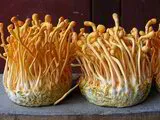  Mushroom Super Immune Blend  in 25g or 100g size