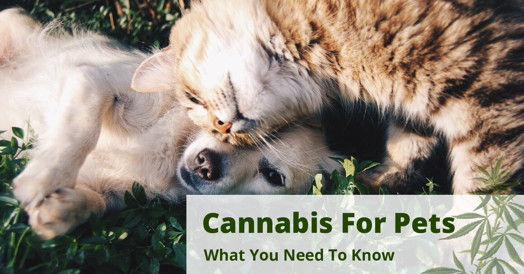 A Guide To Cannabis For Pets   Cannabis For Pets 2825070 