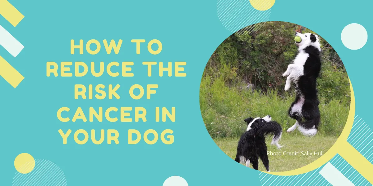 ULTIMATE GUIDE TO REDUCE THE RISK OF CANCER IN YOUR DOG