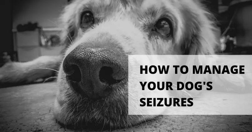 Guide To Reducing Seizures In Dogs