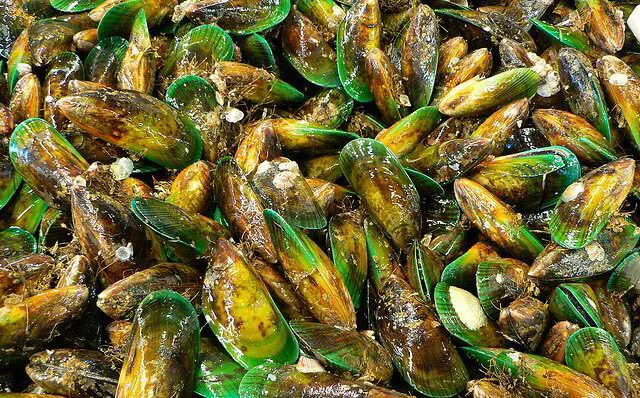 Green Lipped Mussels 
