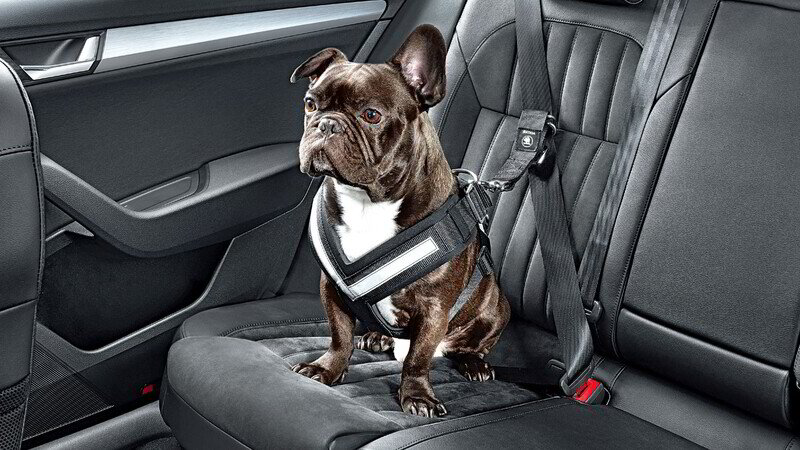 Mejores productos para viajar en el coche con tu perro o gato