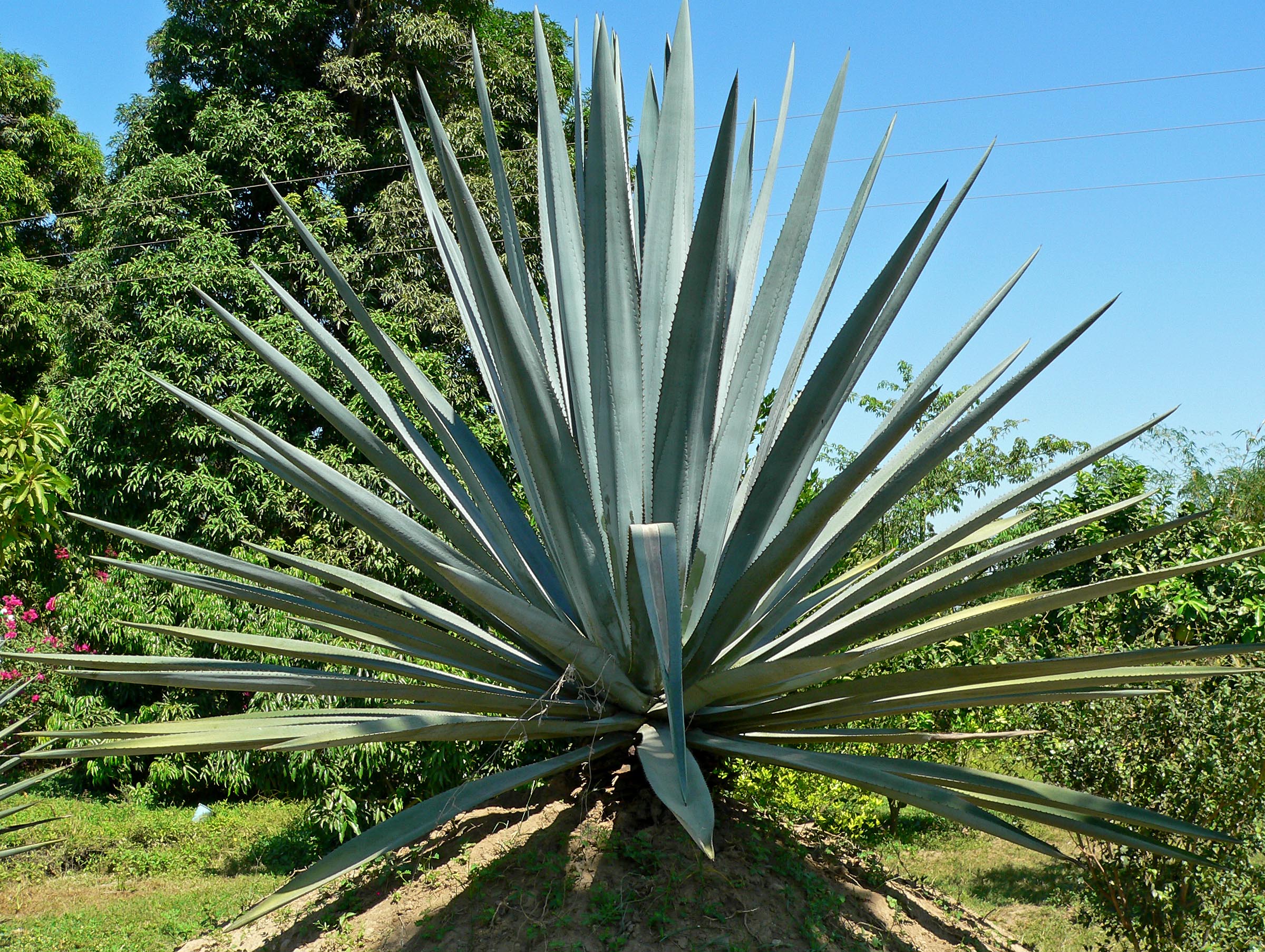 1471333873005 Agave Tequilana 