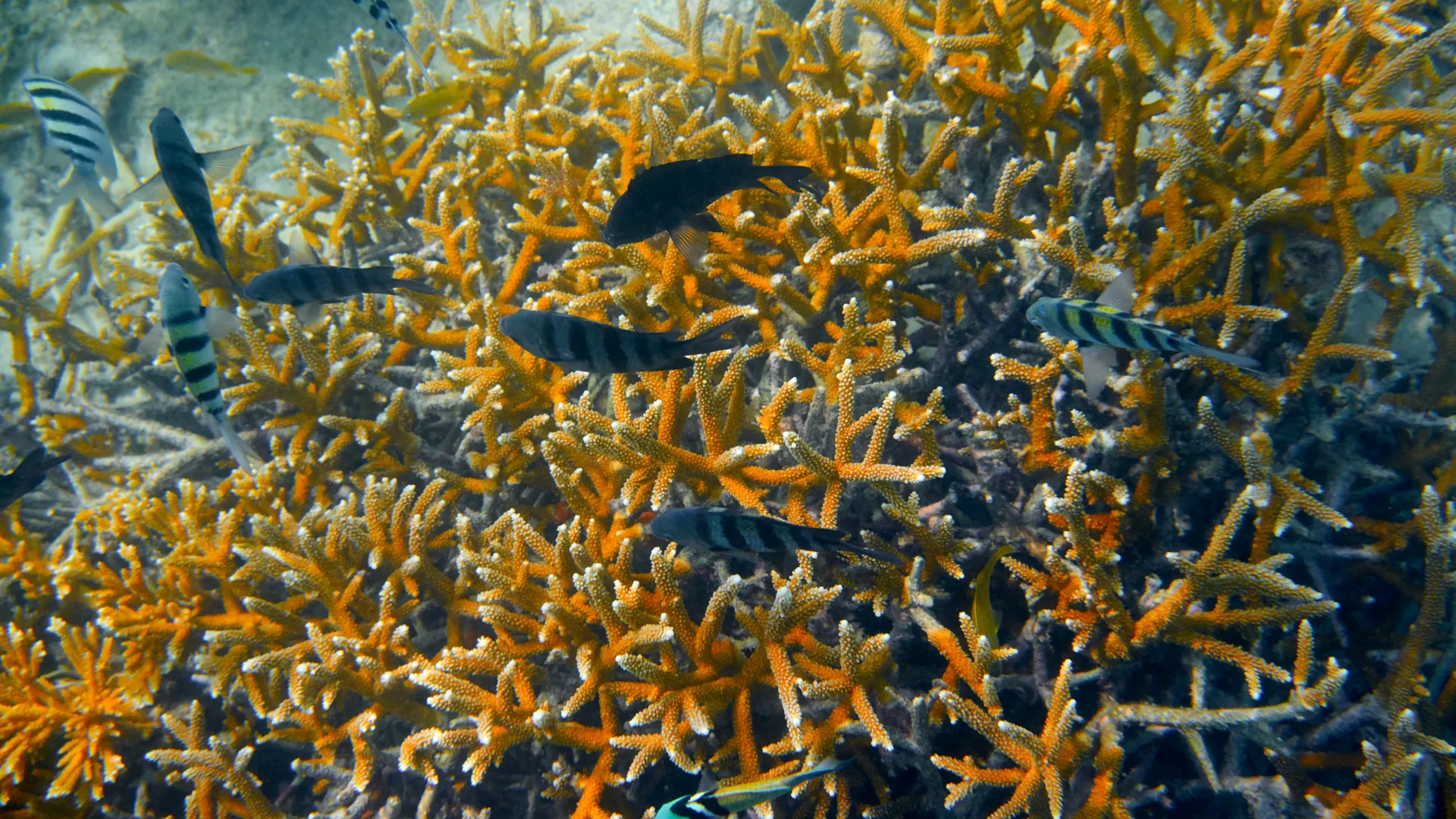 coral cuerno de ciervo del fondo marino de isla mujeres