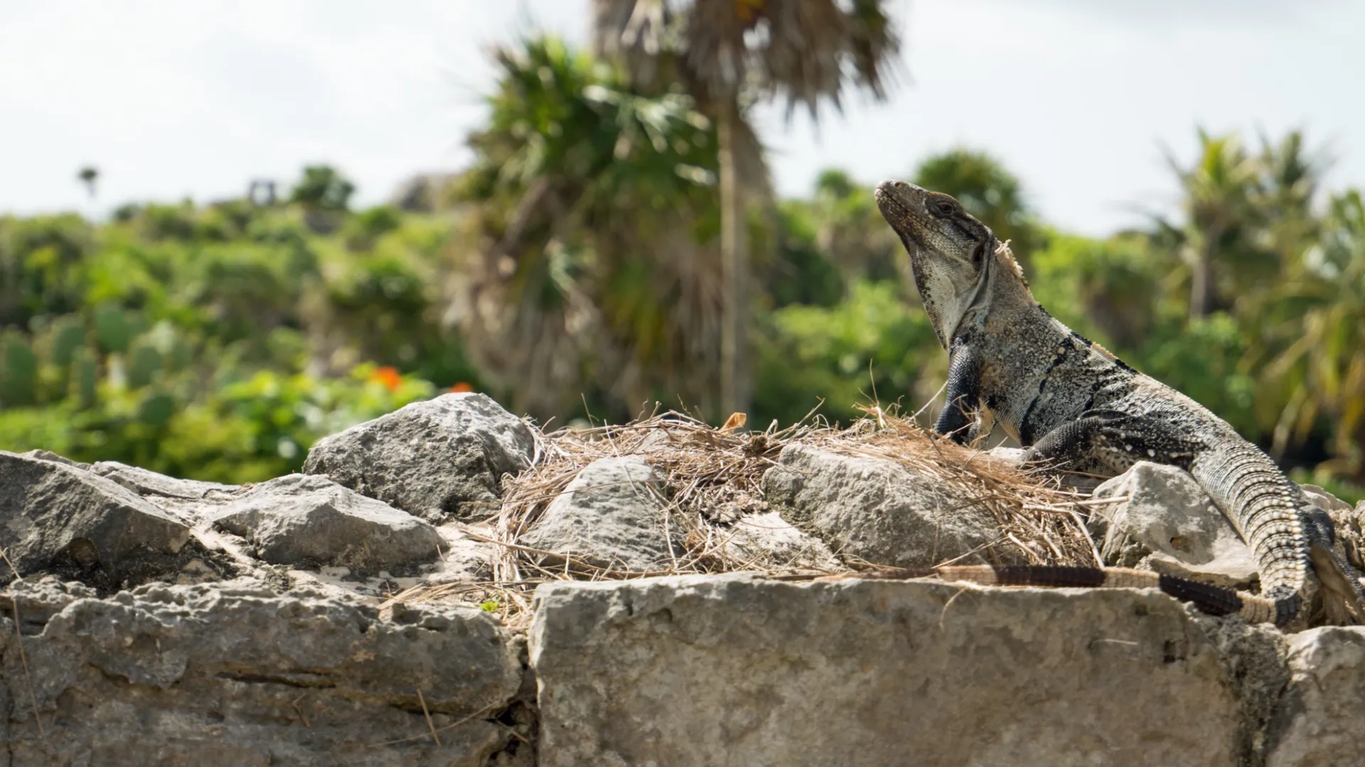 iguana posada en el sitio arqueológico de Tulum