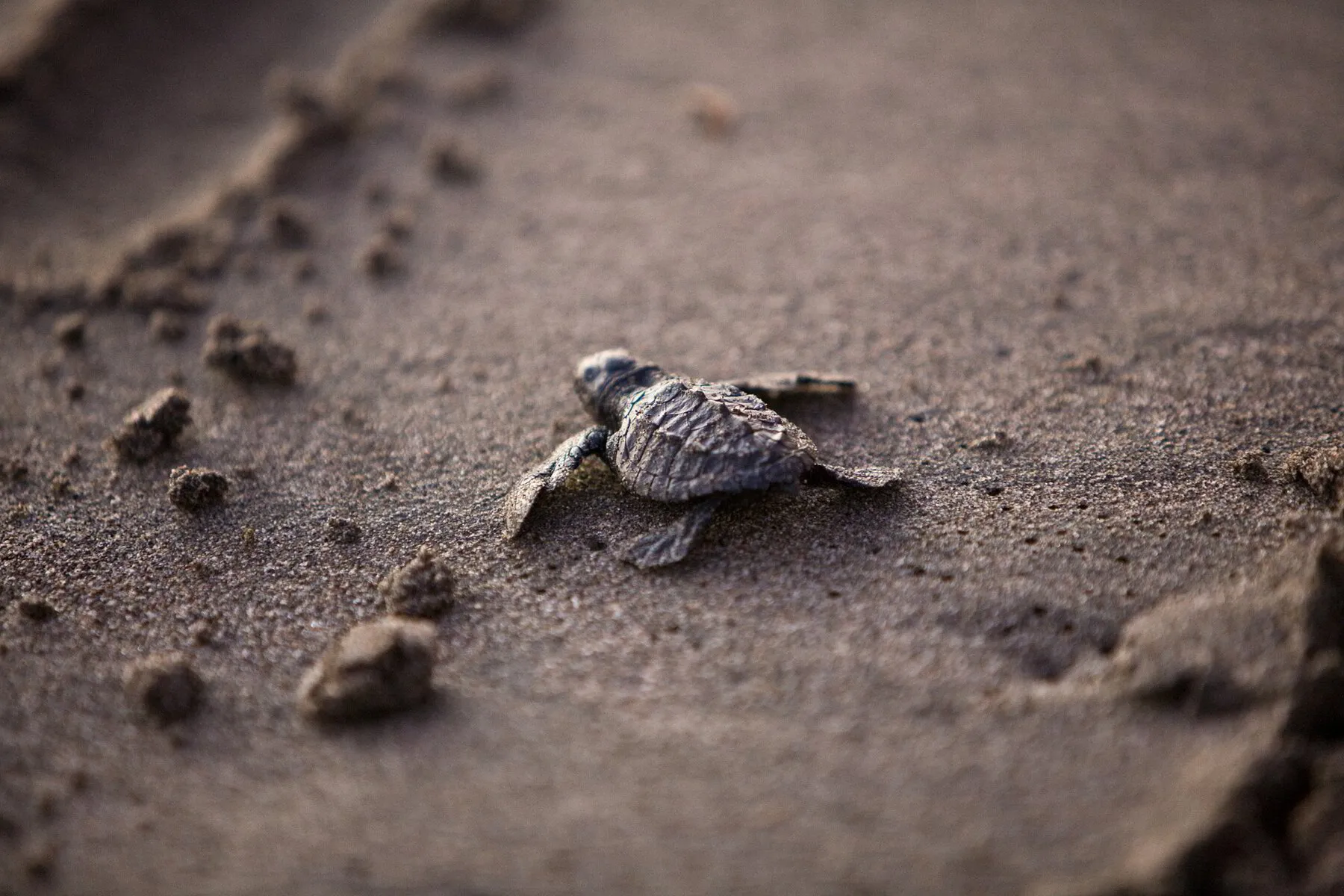 Bebé tortuga sobre la arena de la playa