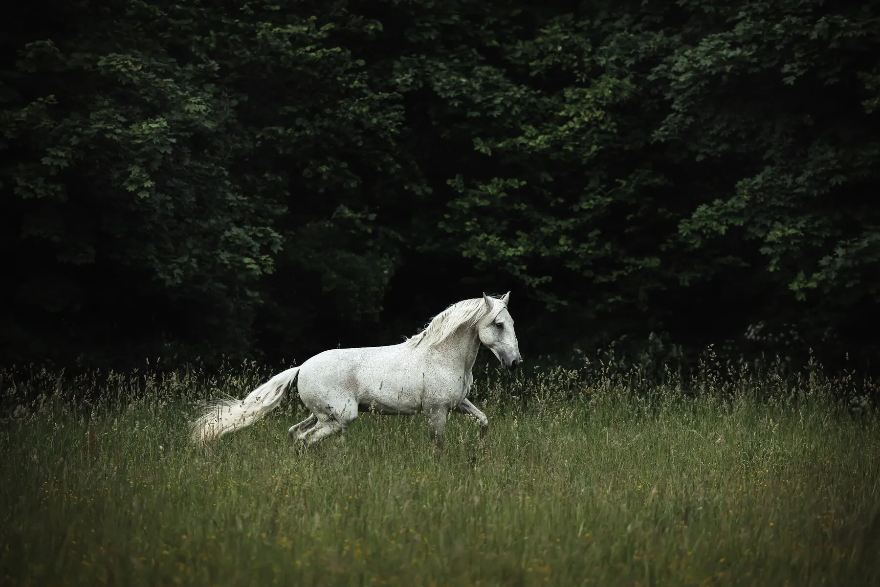 porträttfotografering husdjur, hästar