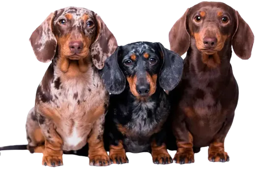 PERRO SALCHICHA ARLEQUÍN: Todo sobre la raza Teckel Merle o dachshund