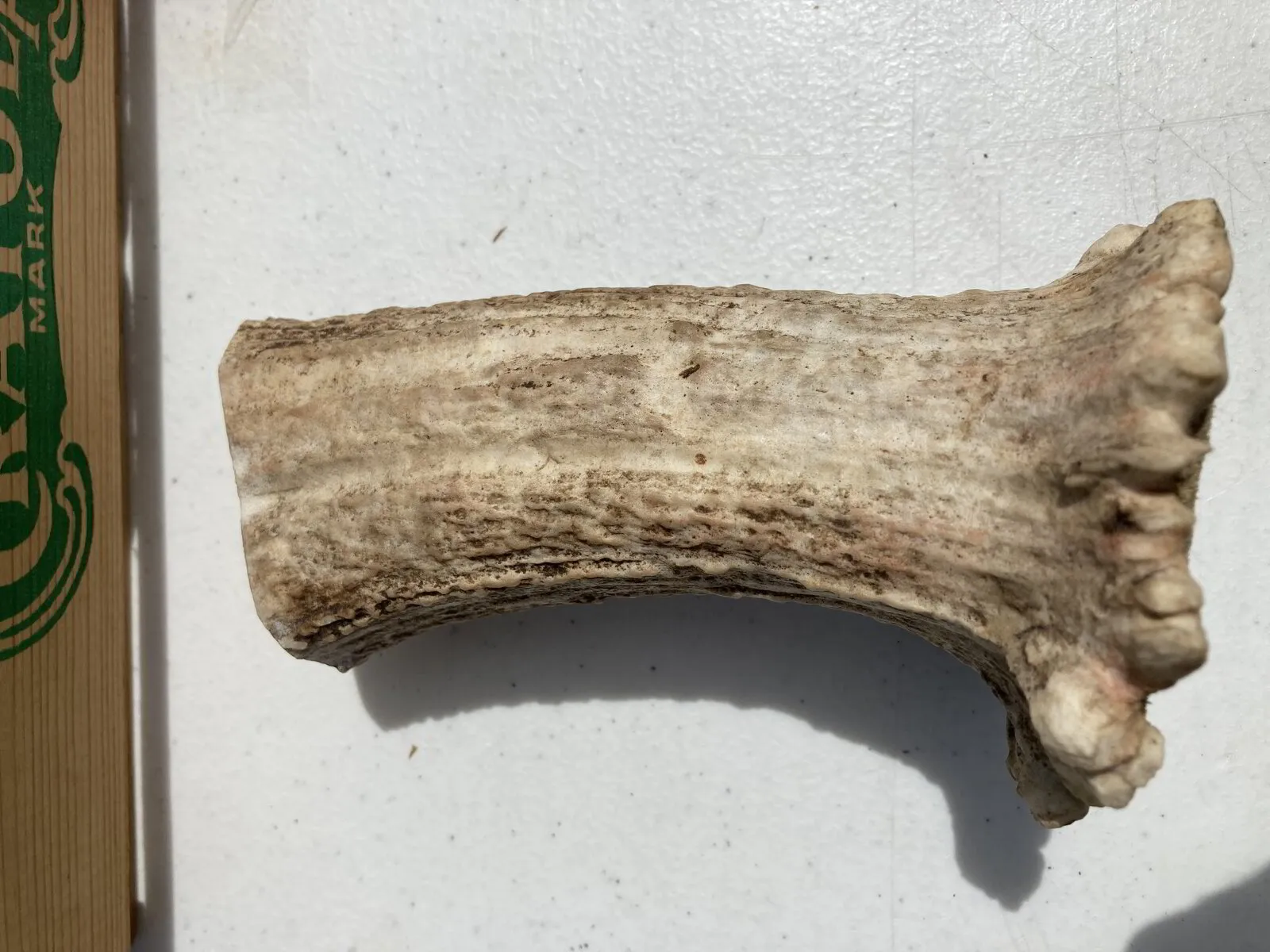 Moose antler dog bones