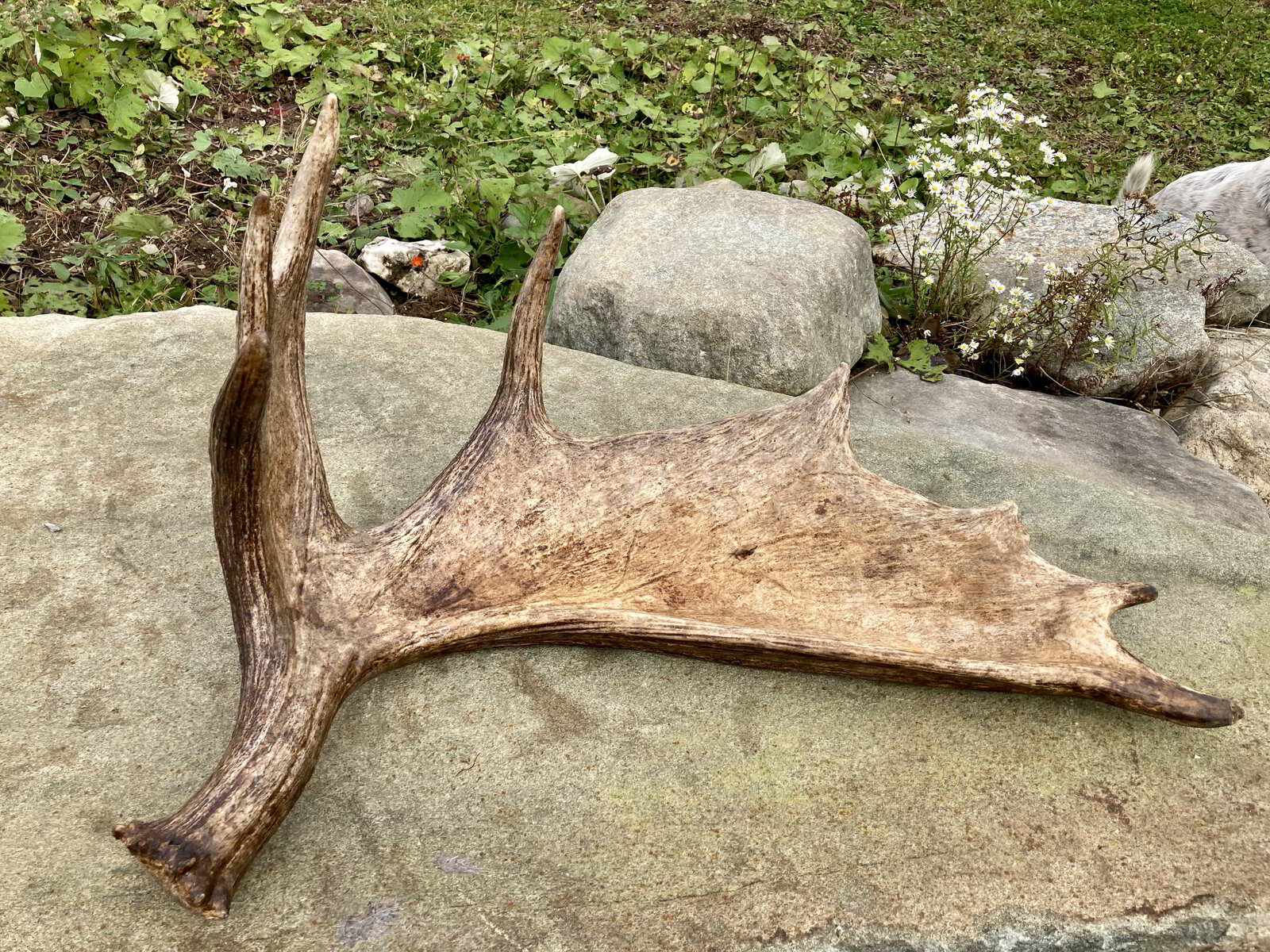 Maple Syrup & Maple Product Store Sawyer's Maple Farm