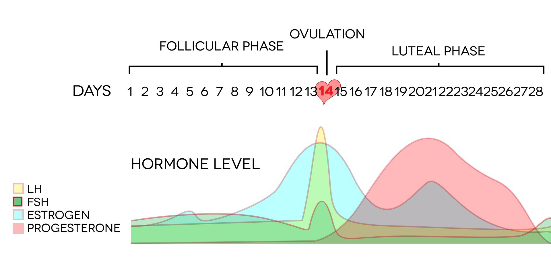 the-menstrual-cycle