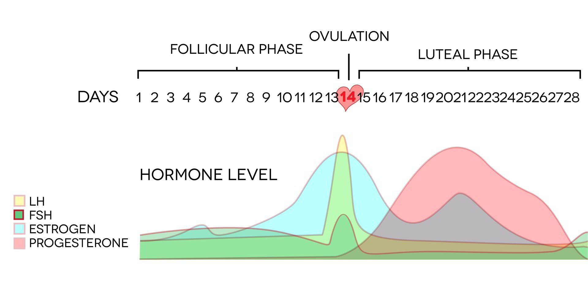 The Menstrual Cycle