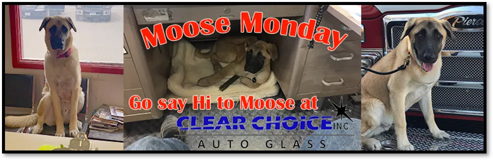 Moose Monday Banner