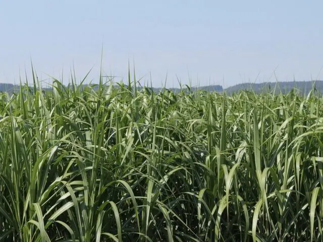 Miscanthus Feld