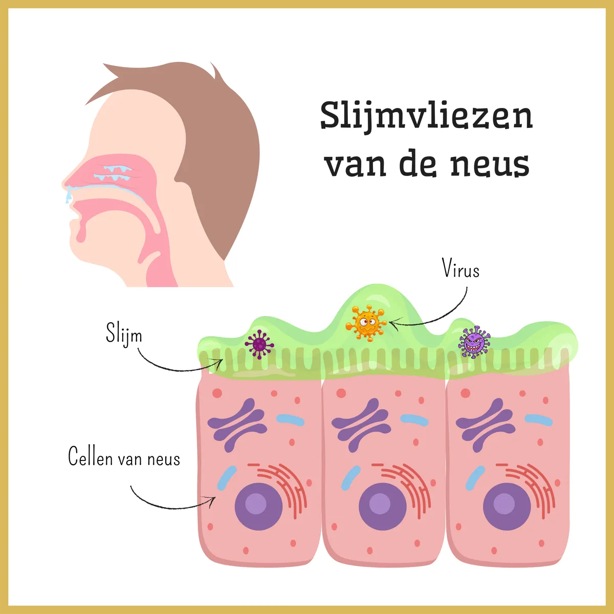 Zo Versterk Je Jouw Immuunsysteem zo-versterk-je-jouw-immuunsysteem