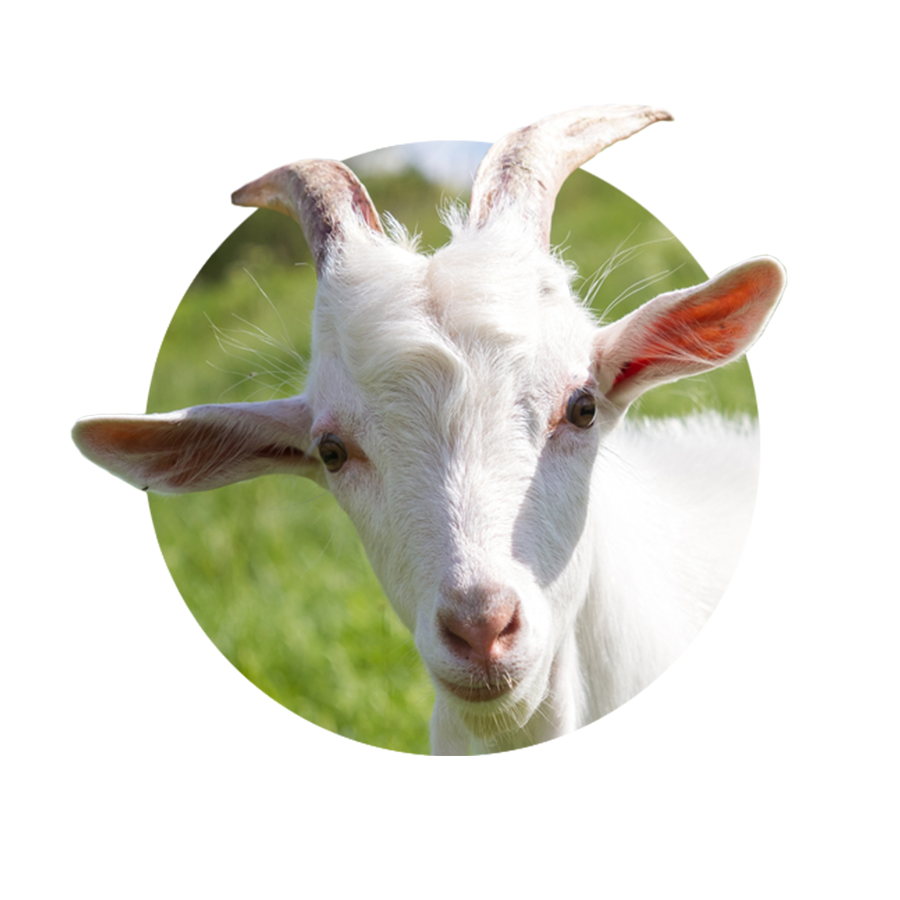 Frequently Asked Question about Goat Meat
