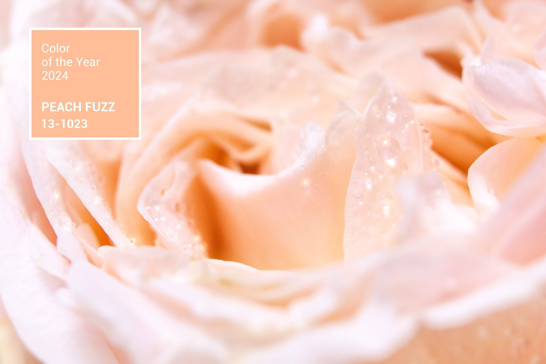 Peach Fuzz: Pantone's Color For 2024