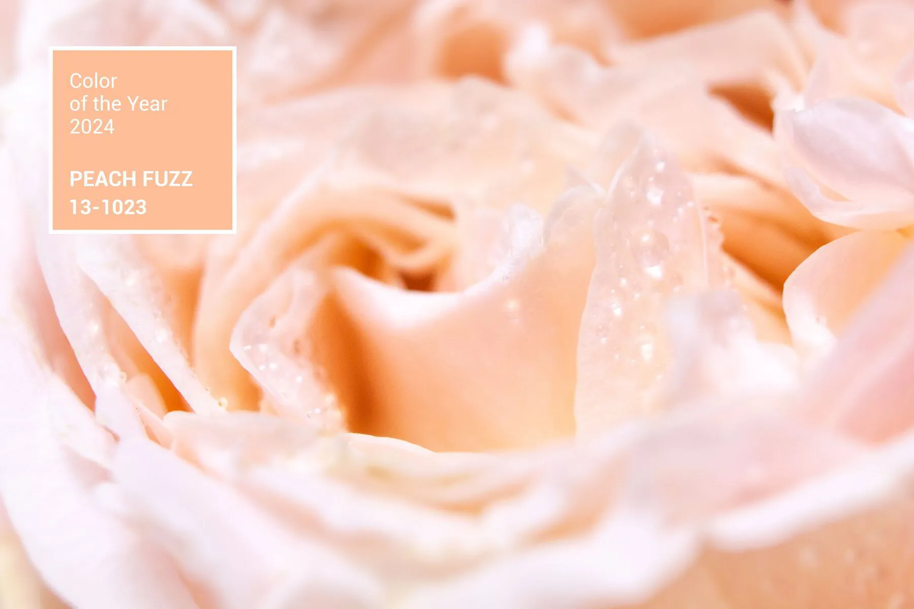 Peach Fuzz: Pantone's Color of the Year Ushers in a New Era of Luxury