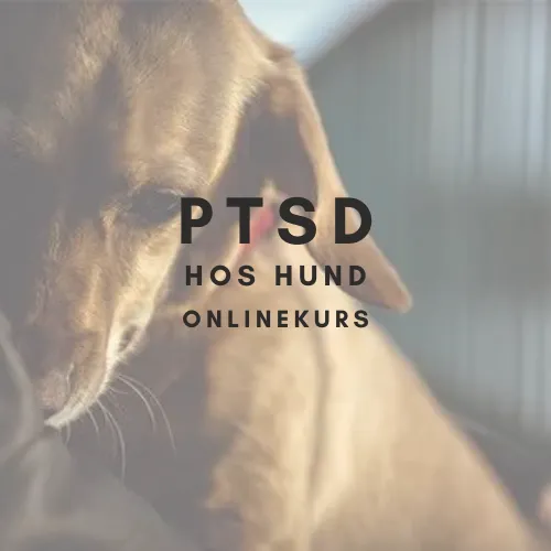 PTSD hos hund