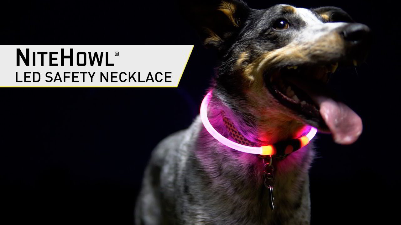 Nitehowl pet hotsell glow collar