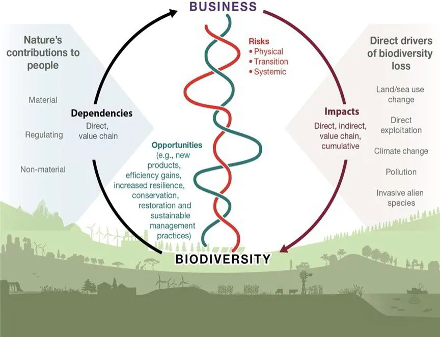 Advancing a Sustainable Wildlife Economy: ACC and the Business of ...
