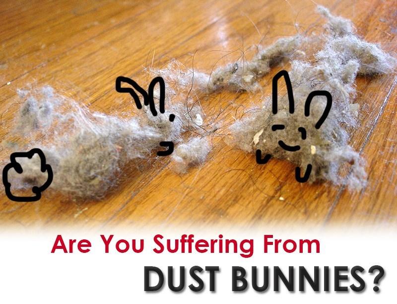 Dust good Bunny