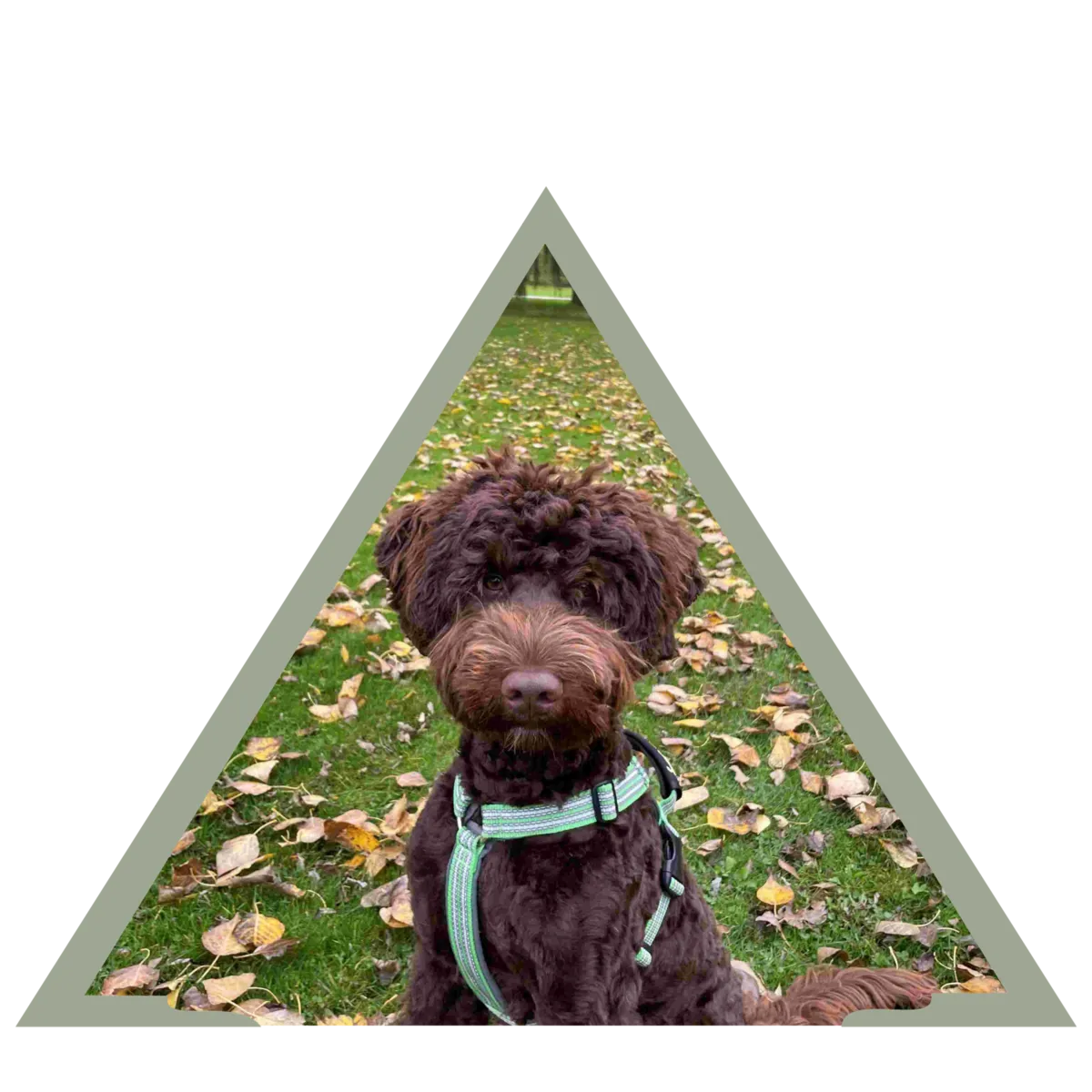 terapihund socialtjänstehund hund labradoodle koppel ozzy brun löv natur höst gräsmatta grön gul orange 