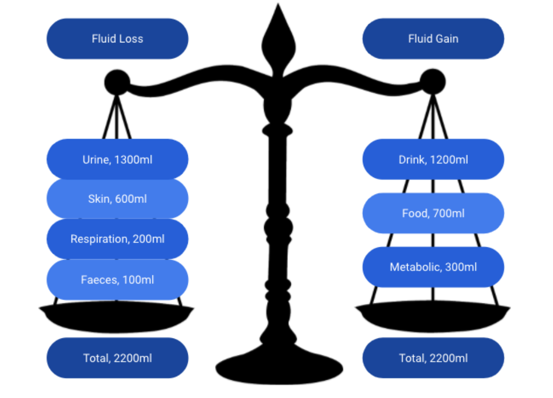 Everything you need to know about Hydration