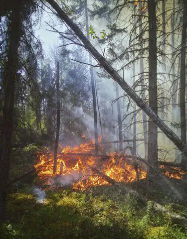 Forest Operations Residue Leads To Forest Fires