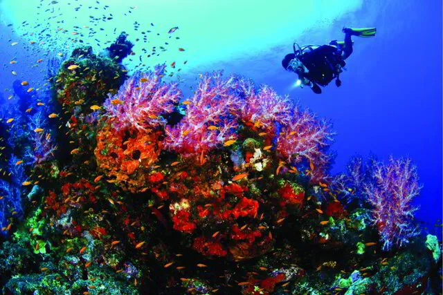 Soft coral capital of the world Fiji