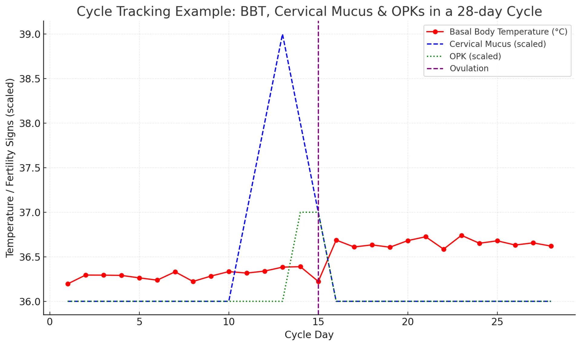 How to Tell if Ovulation Has Occurred: Strategies for TTC or Avoiding ...