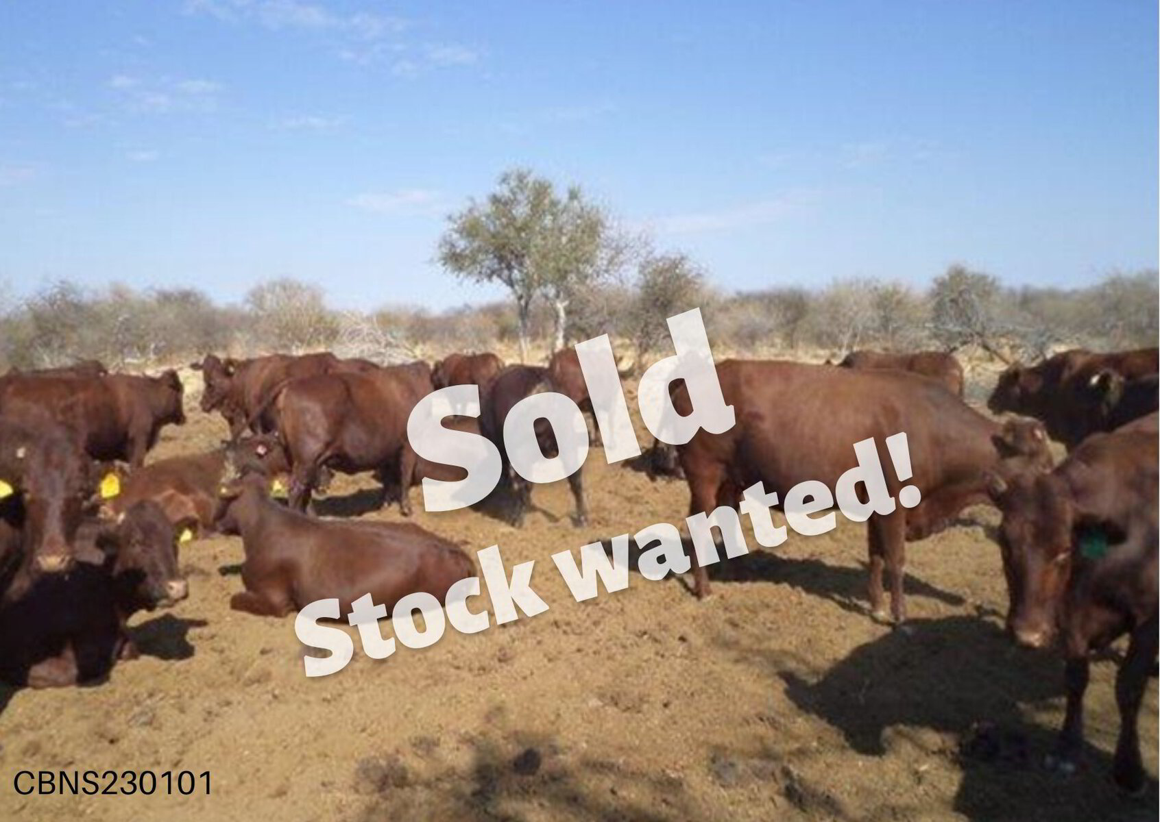 Source The Right Cattle For Your Business Fixed Prices