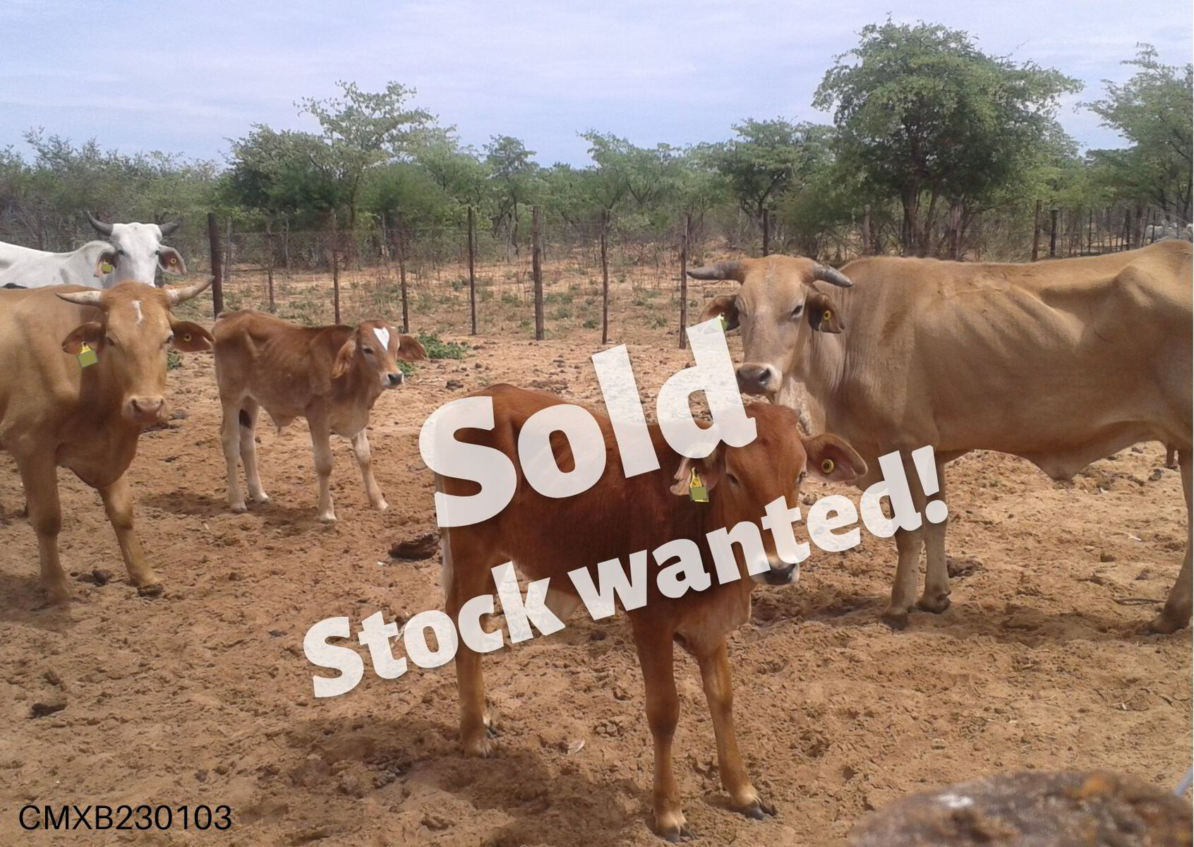Source The Right Cattle For Your Business Fixed Prices