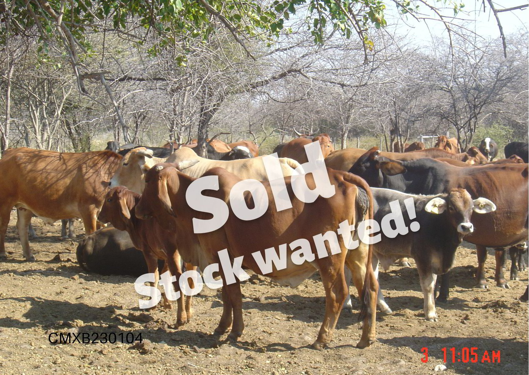 Source The Right Cattle For Your Business Fixed Prices