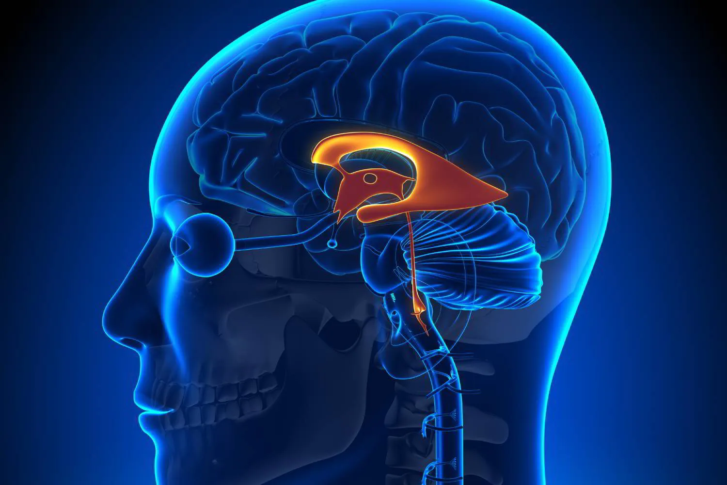 Beruhige dein Angstzentrum: Die Amygdala nachhaltig entspannen