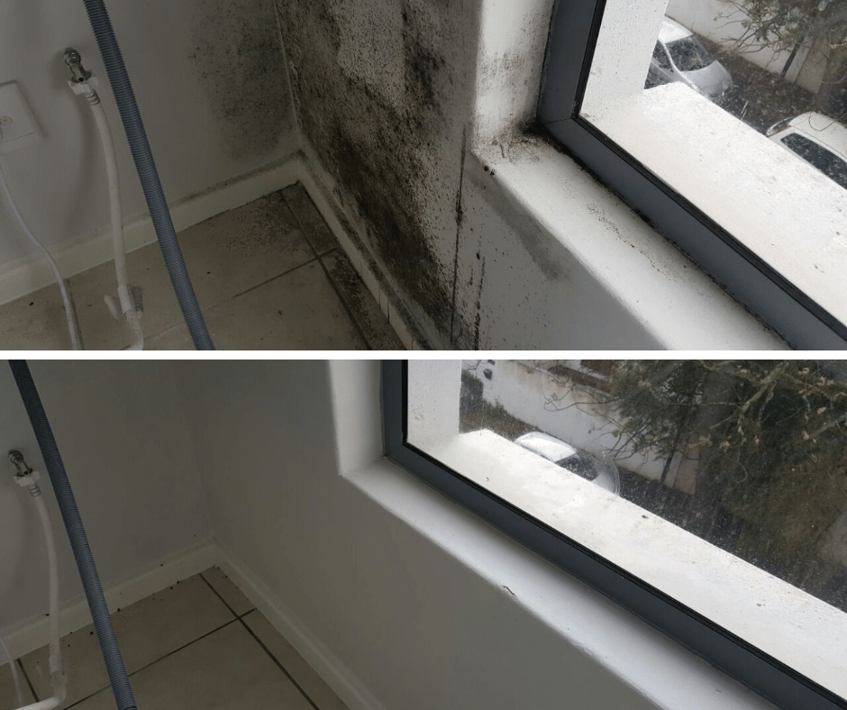 Professional mould removal services in the Western Cape.