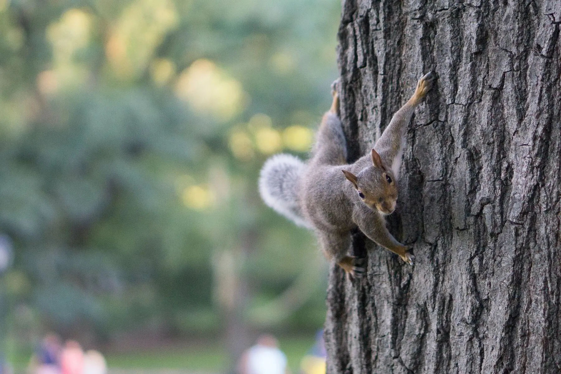 Squirrel! Understanding Distraction...and What to Do About It