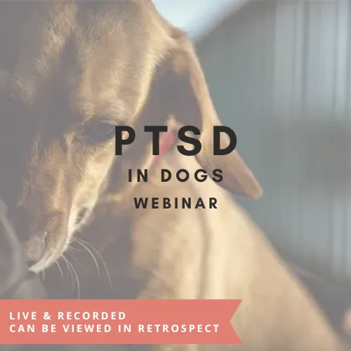 Webinar: PTSD in Dogs