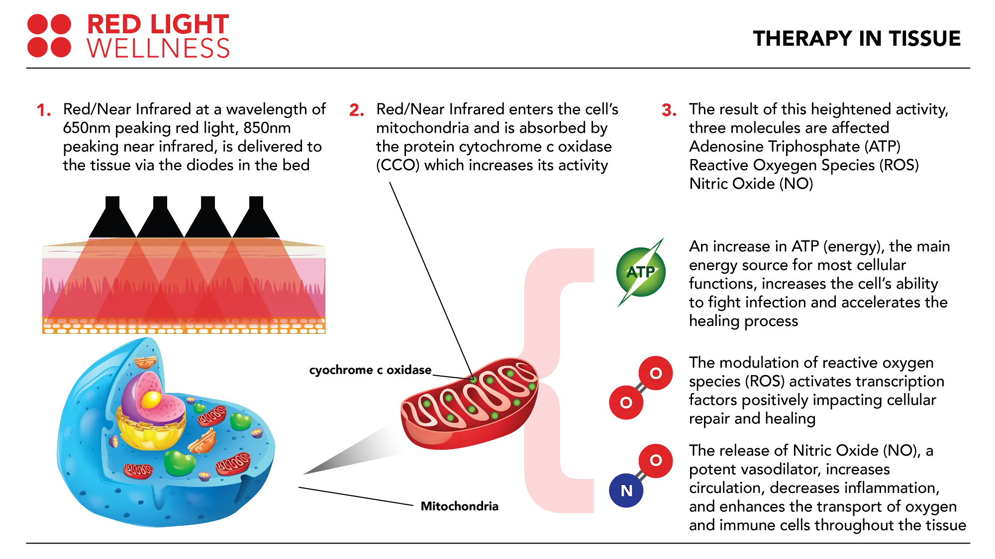 Red Light Therapy | Forestville, NY | Foursquare Wellness Center