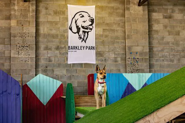 Brisbane's Best Dog Daycare and Grooming | Largest Doggy Daycare in