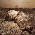 Tortoises - Sold Out